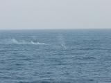 Gun fire at a flare dropped in the water